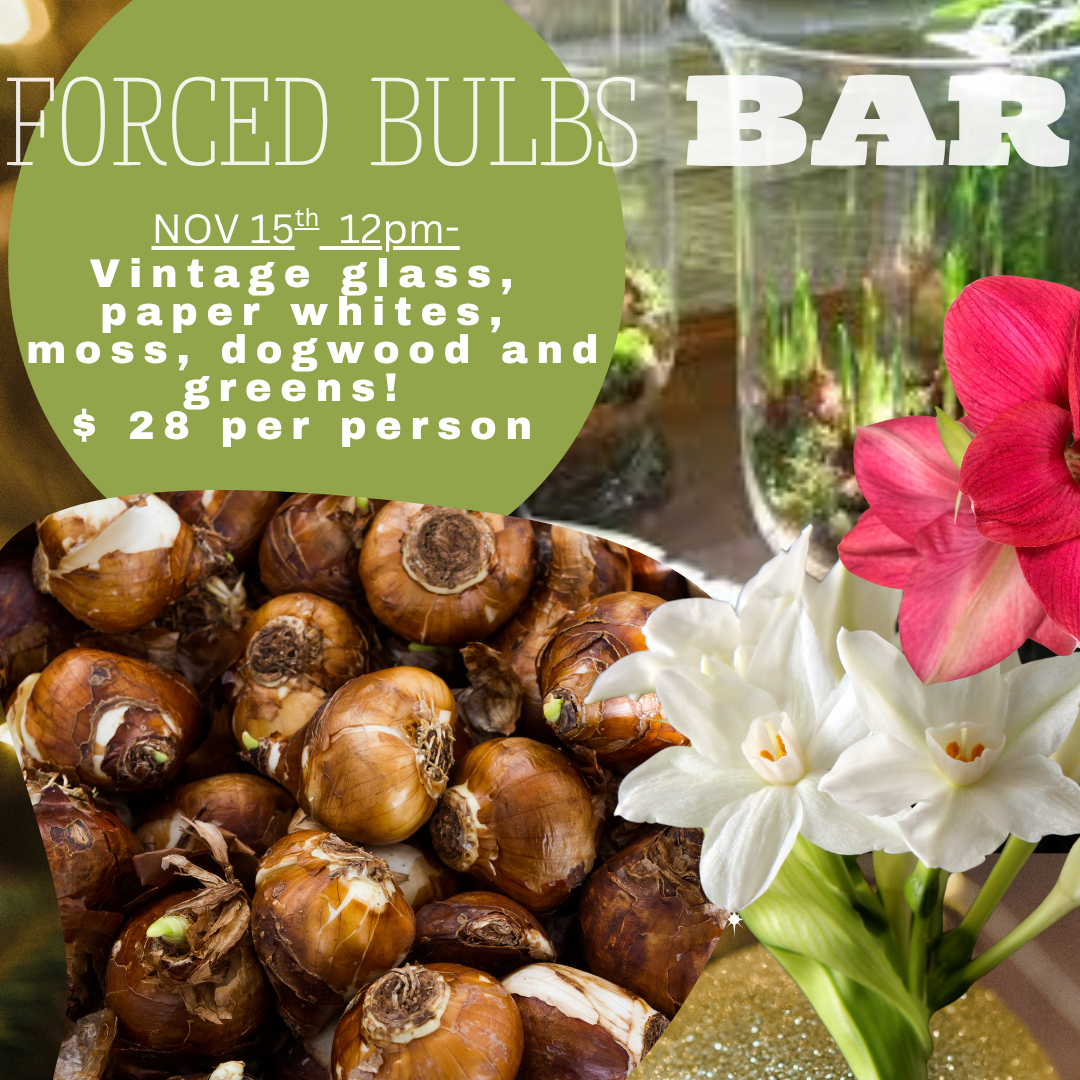 Forced Bulb Bar