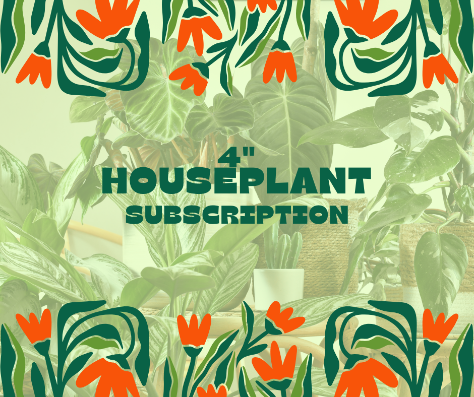 Small Mystery Plant, 6-Month Gift Subscription
