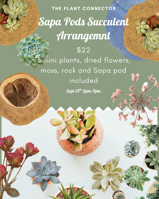 Fall Succulent arrangements