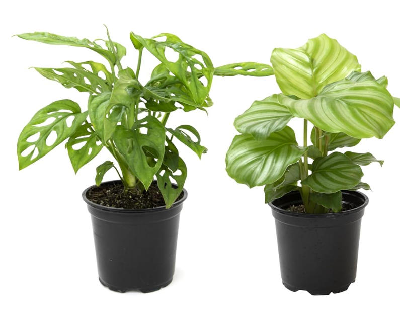Small Mystery Plant, 6-Month Gift Subscription
