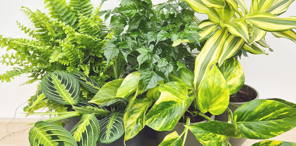 Medium Mystery Plant, 6-Month Gift Subscription