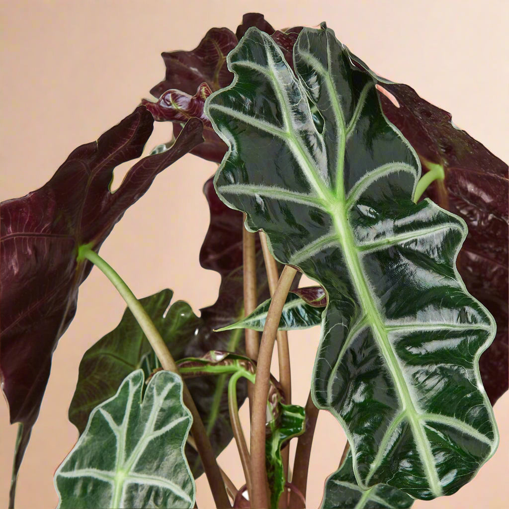 Alocasia African Mask