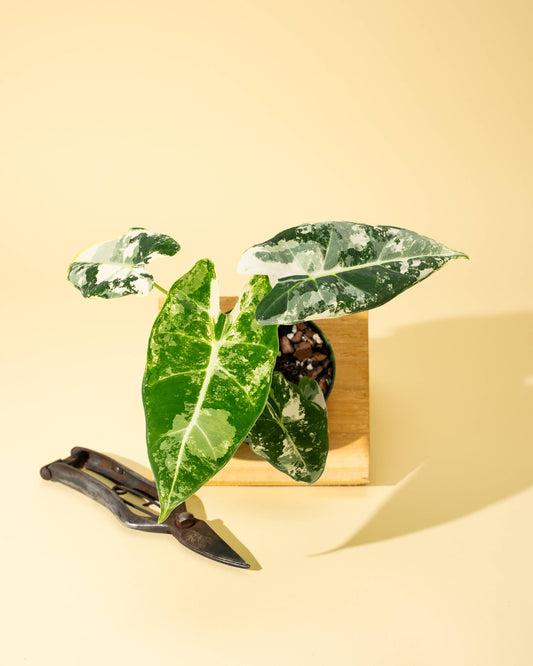 Variegated Alocasia 'Frydek'