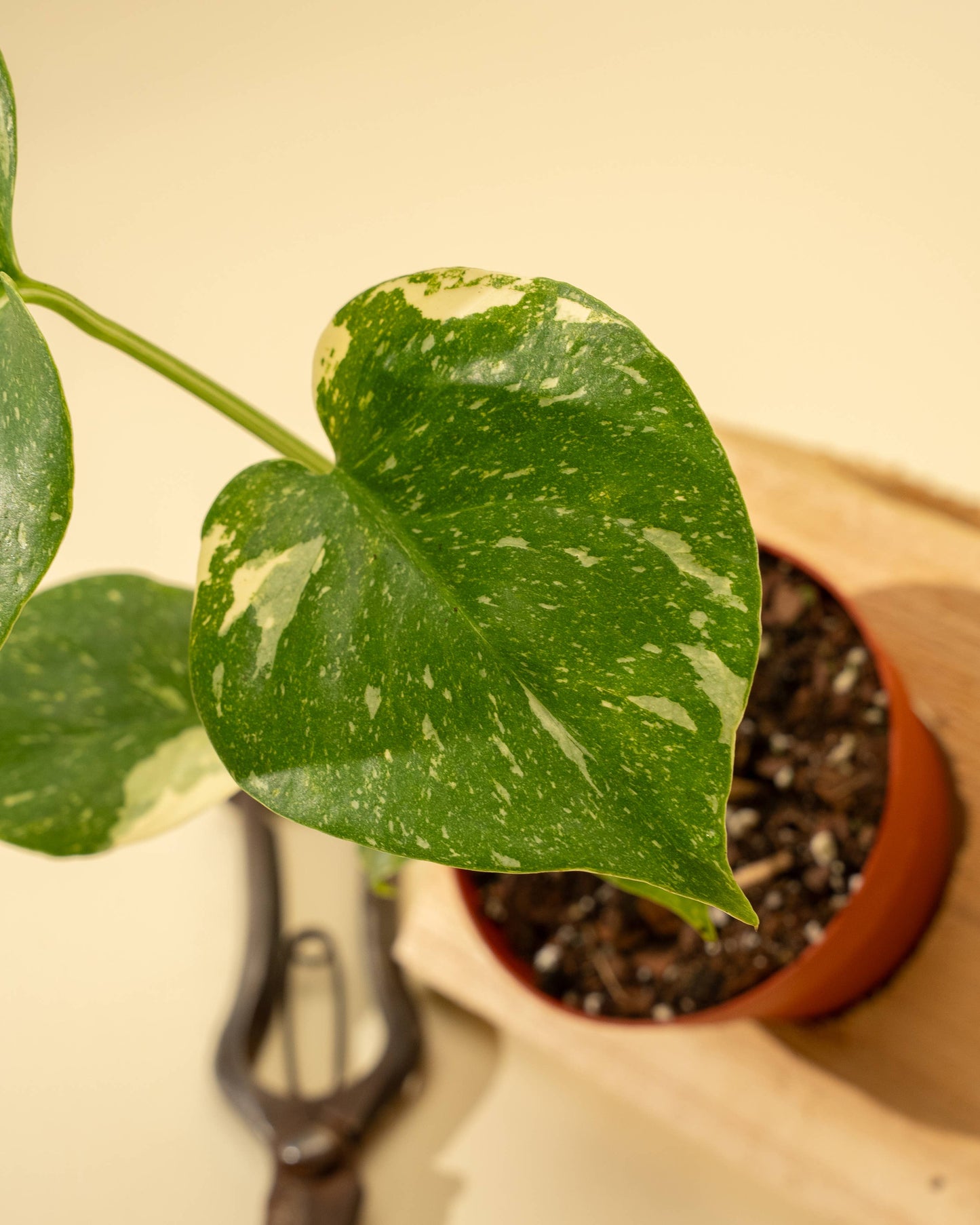 Monstera 'Thai Constellation'