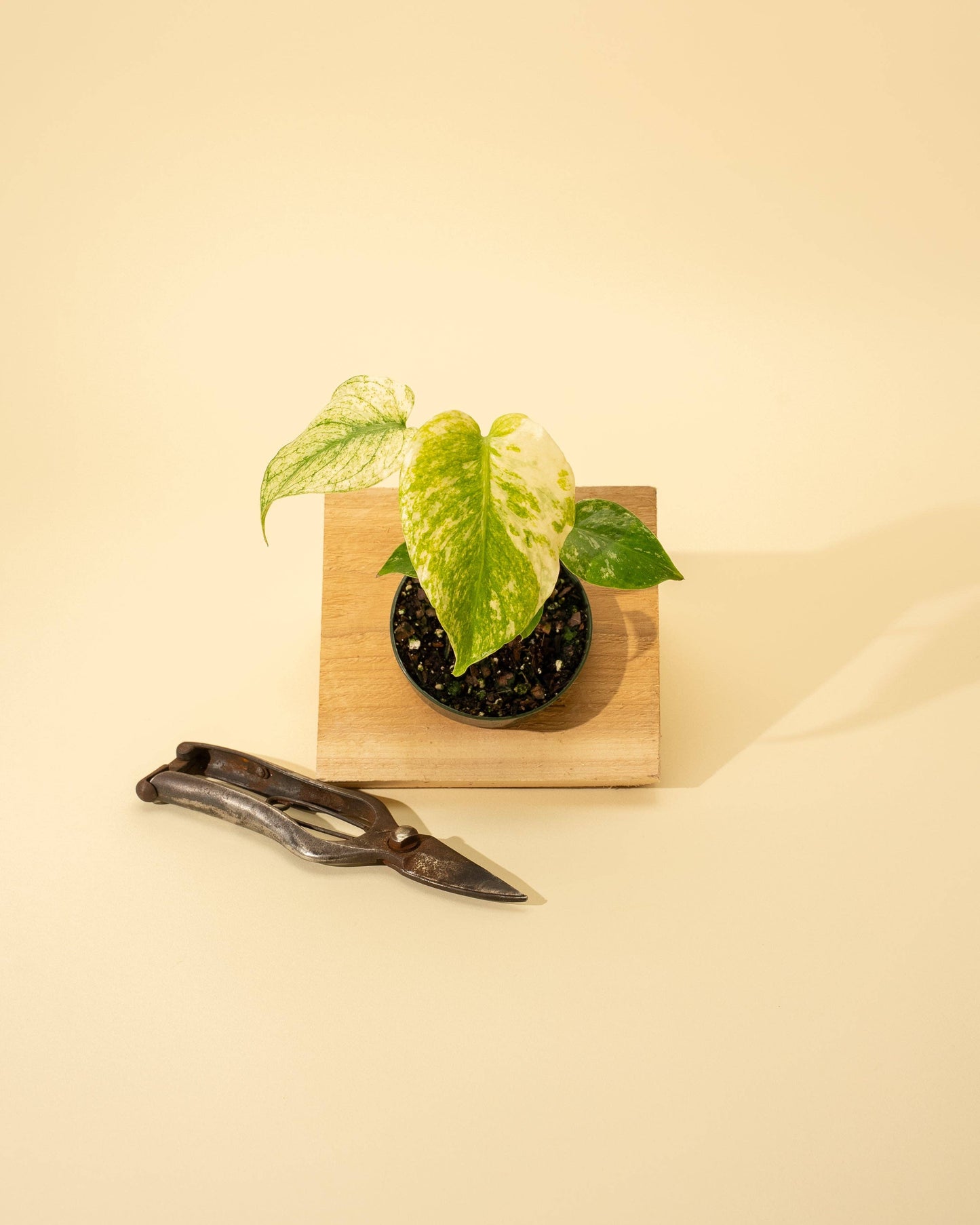 Monstera 'Mint'