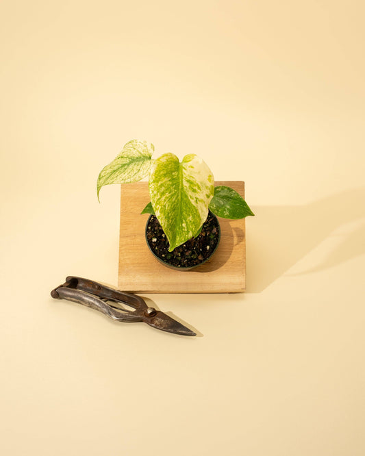 Monstera 'Mint'