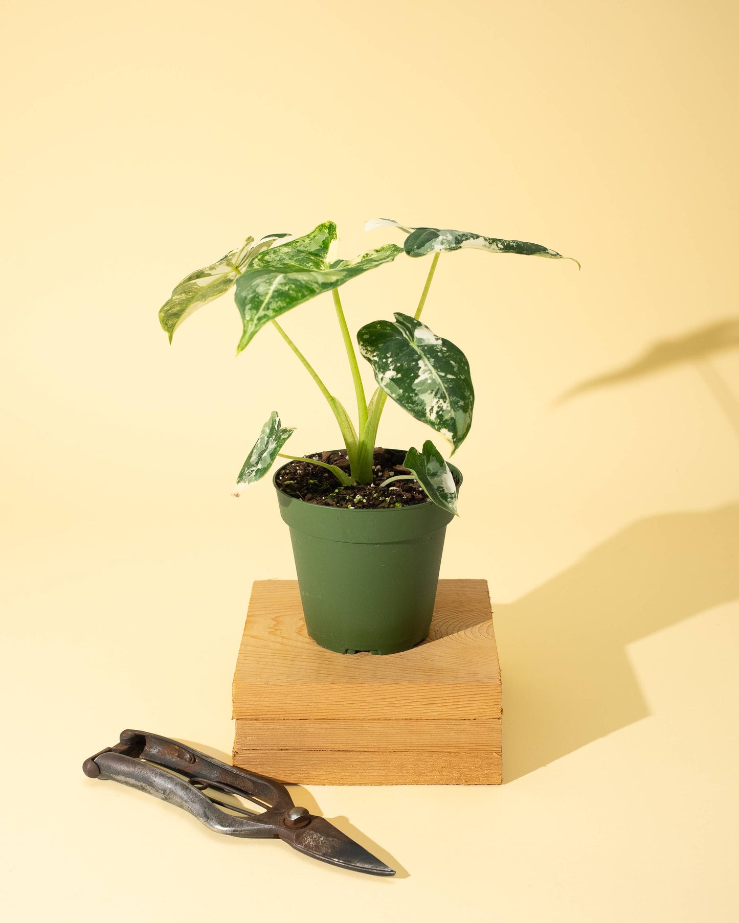 Variegated Alocasia 'Frydek'
