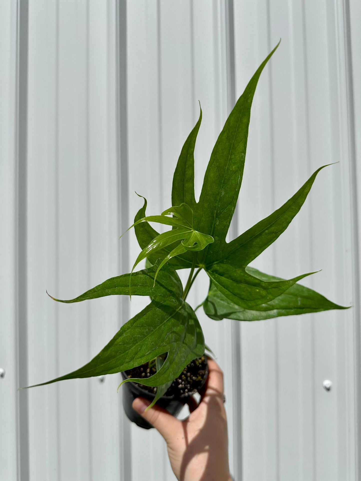 Anthurium Fingers - Anthurium Pedatoradiatum