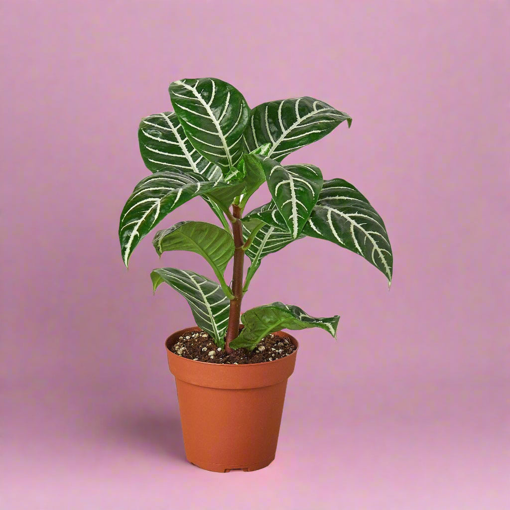 Zebra 'Aphelandra'