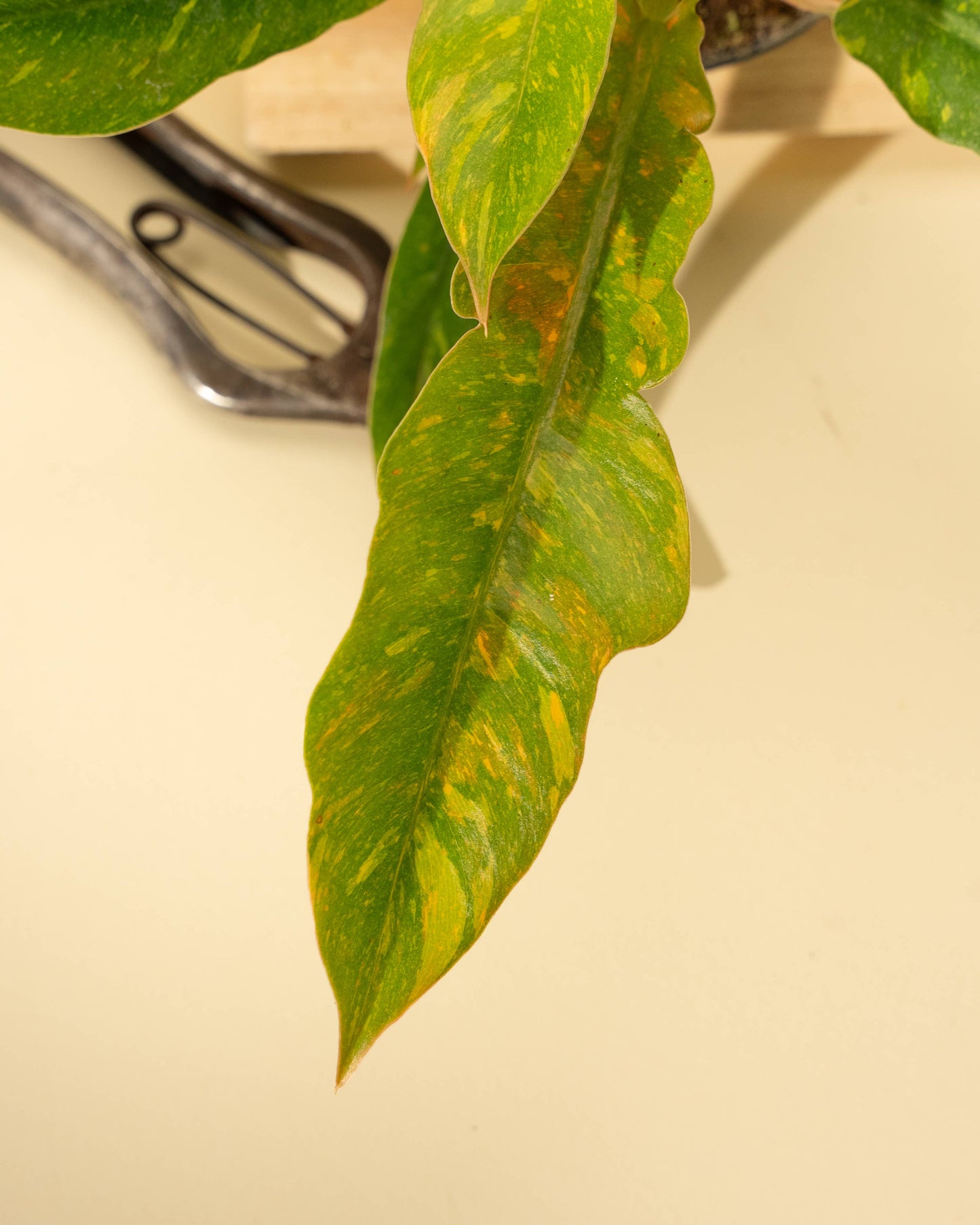 Philodendron 'Ring of Fire'