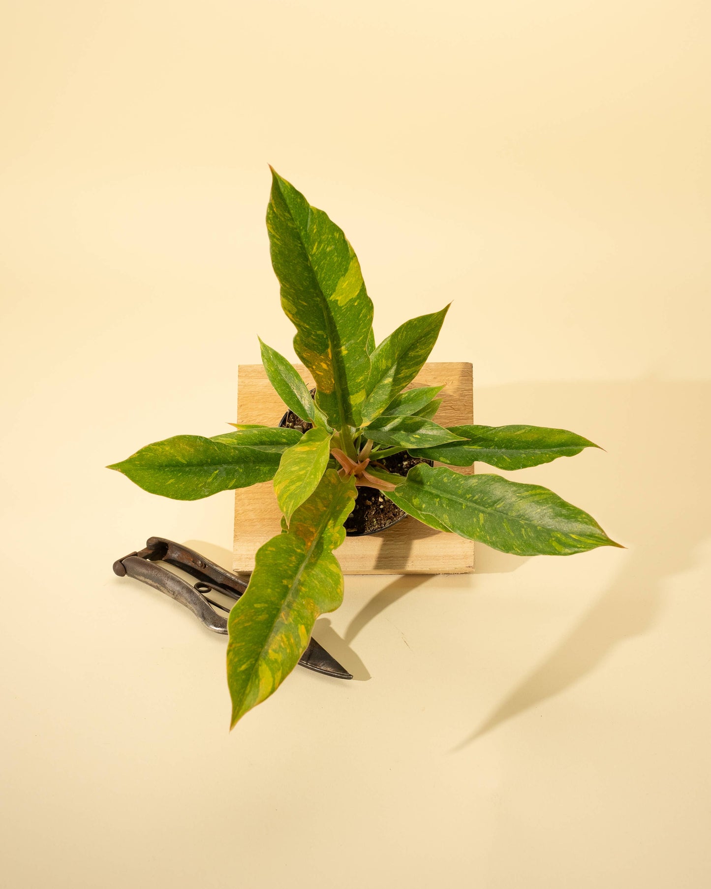 Philodendron 'Ring of Fire'