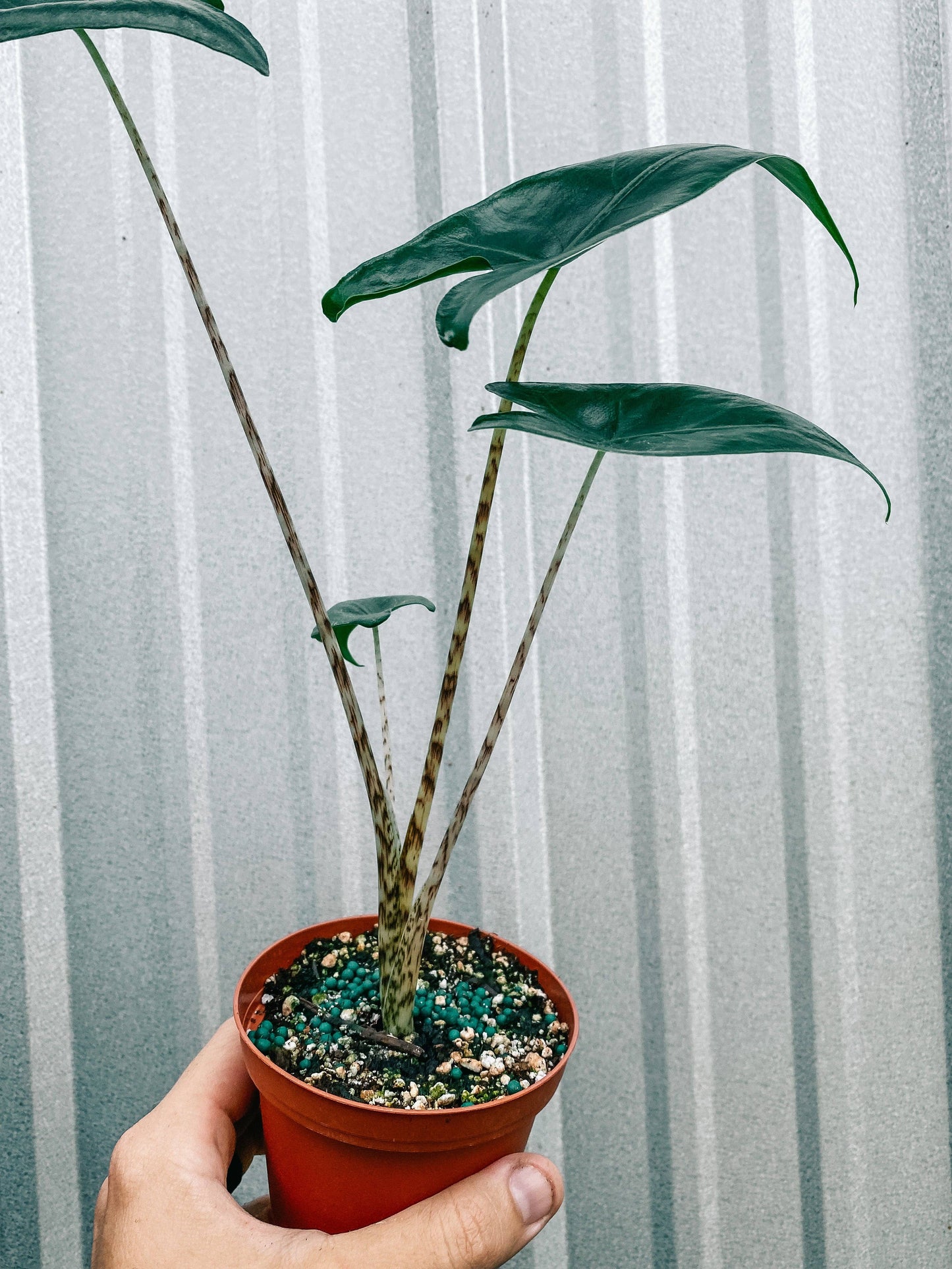 Alocasia 'Zebrina'