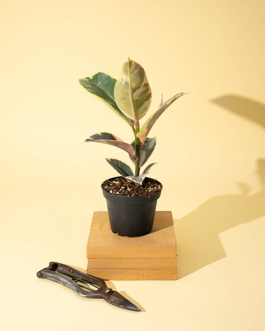 Ficus 'Tineke'