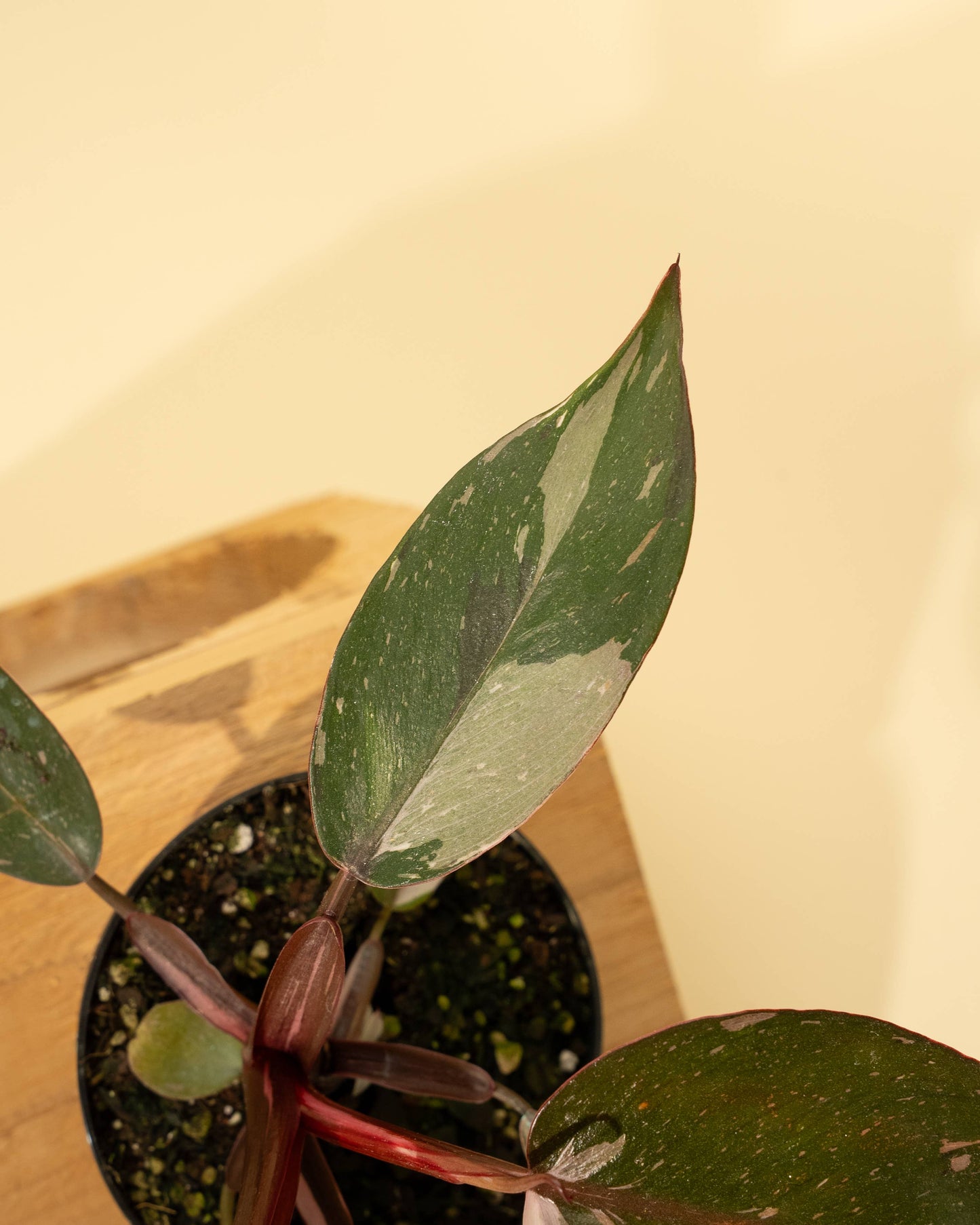 Philodendron Red Anderson 'Pink Knight'