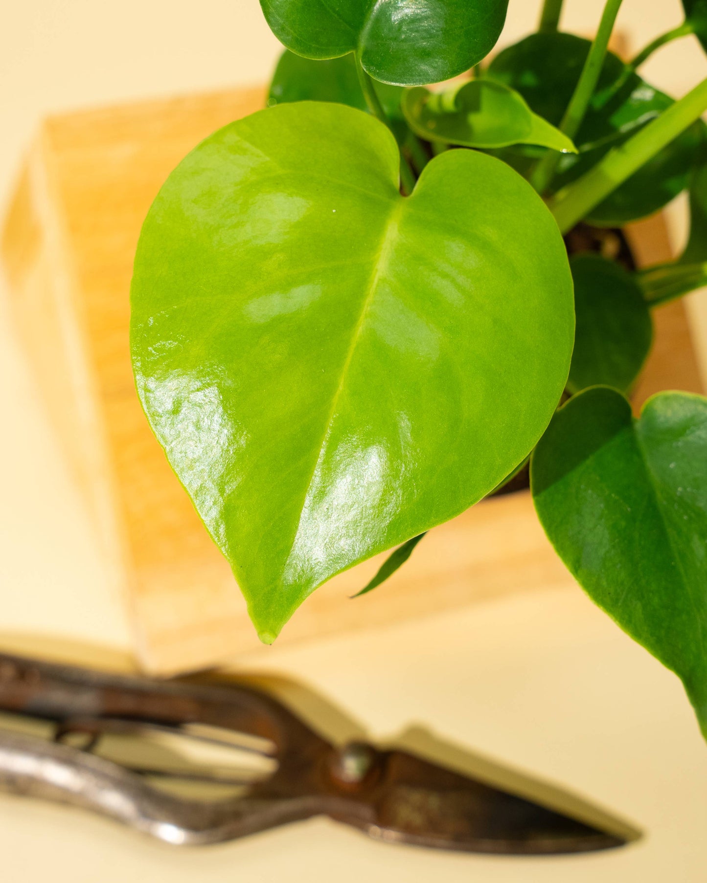 Monstera 'Deliciosa'