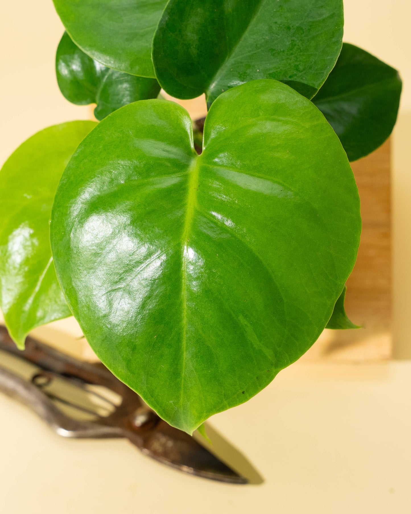 Monstera 'Deliciosa'