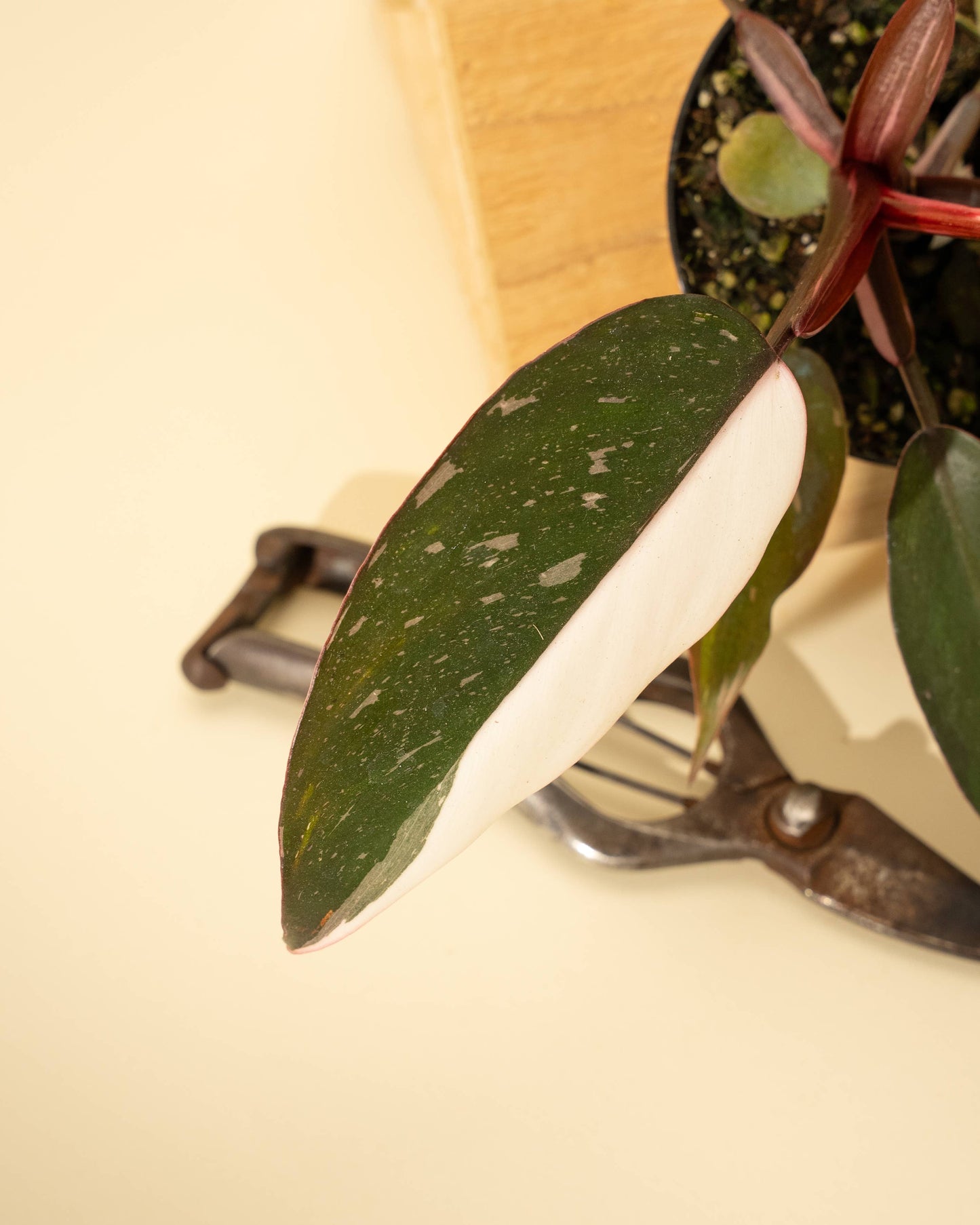 Philodendron Red Anderson 'Pink Knight'