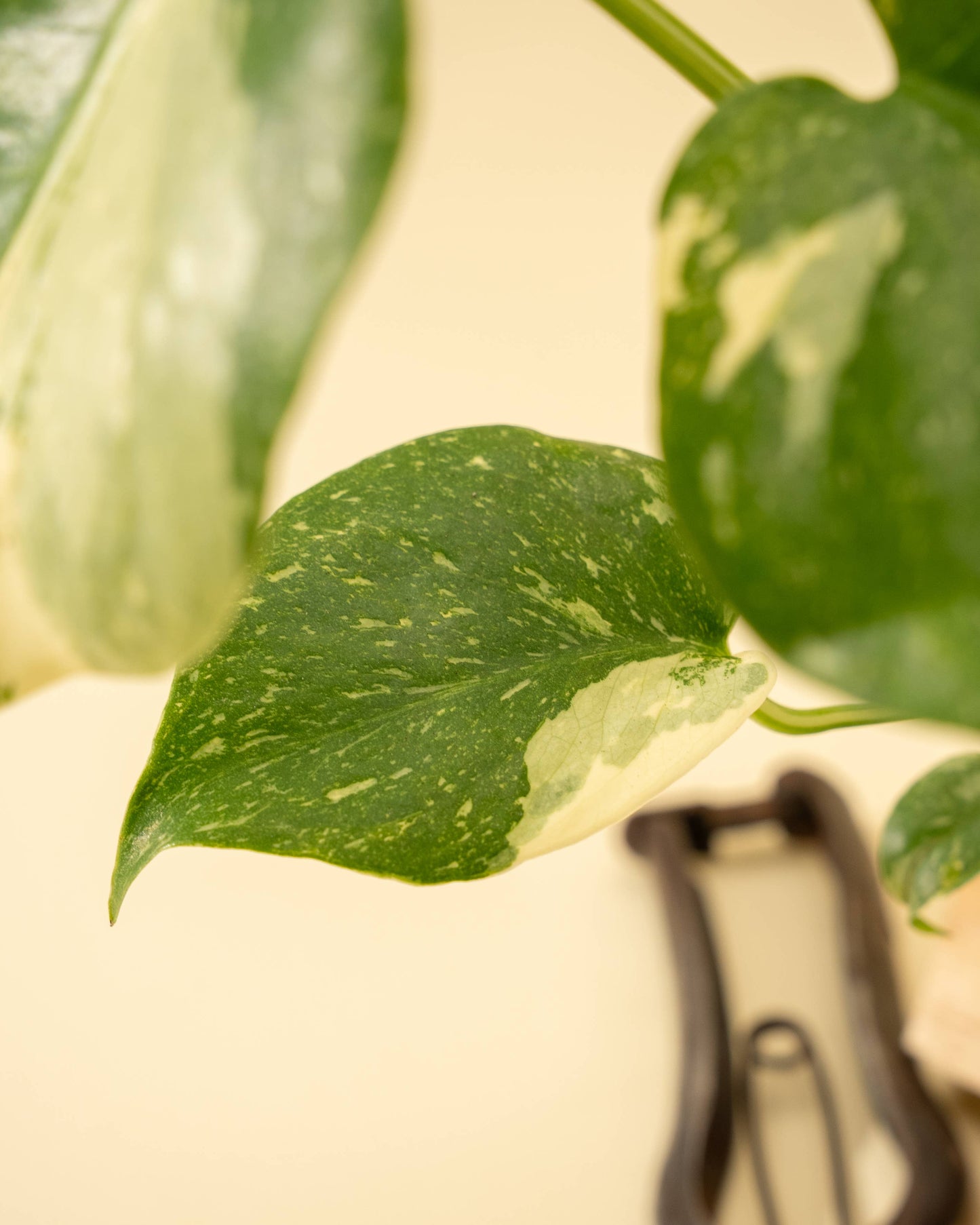 Monstera 'Thai Constellation'