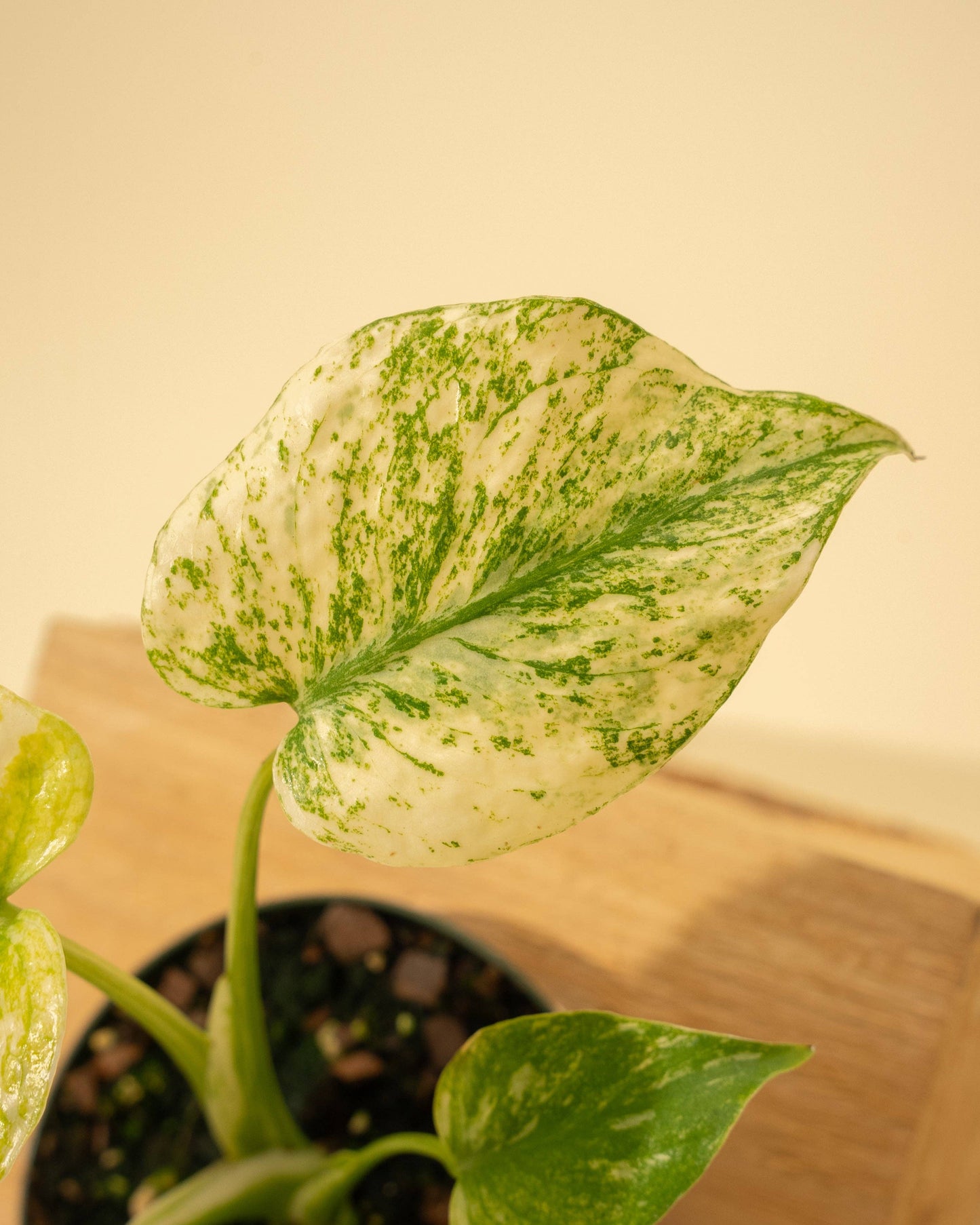 Monstera 'Mint'