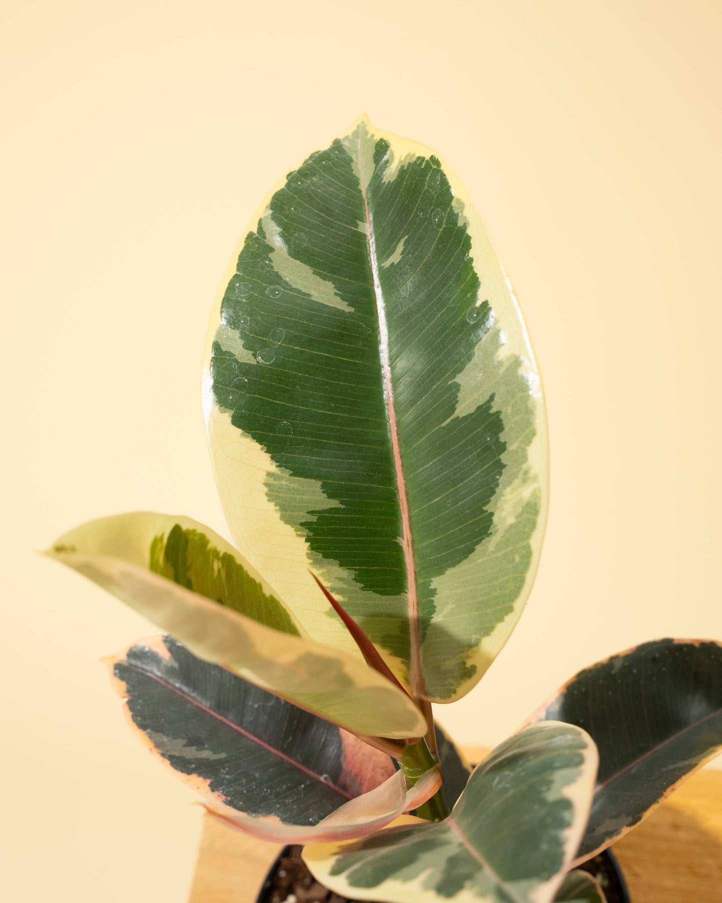 Ficus 'Tineke'