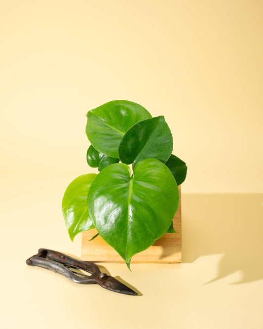 Monstera 'Deliciosa'