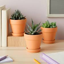 Repotting Service – In-Store Drop-In