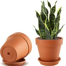 Repotting Service – In-Store Drop-In