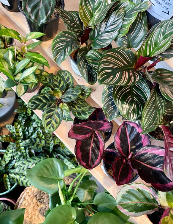 Plants