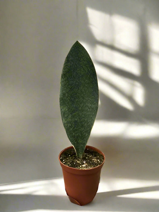 Shark Fin Snake Plant -