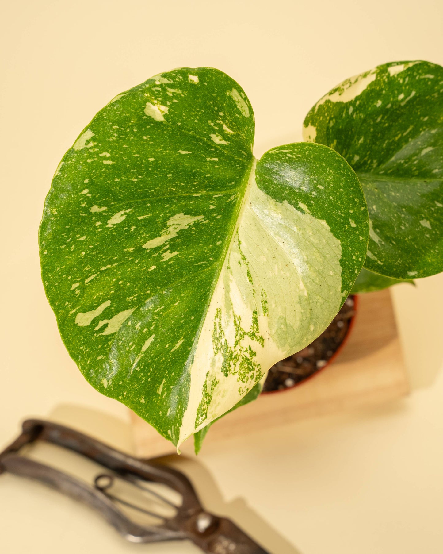 Monstera 'Thai Constellation'