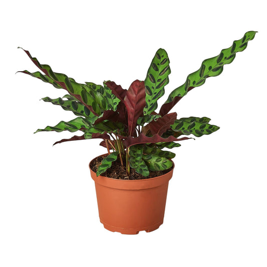 Calathea RattlesnaKe  6-inch
