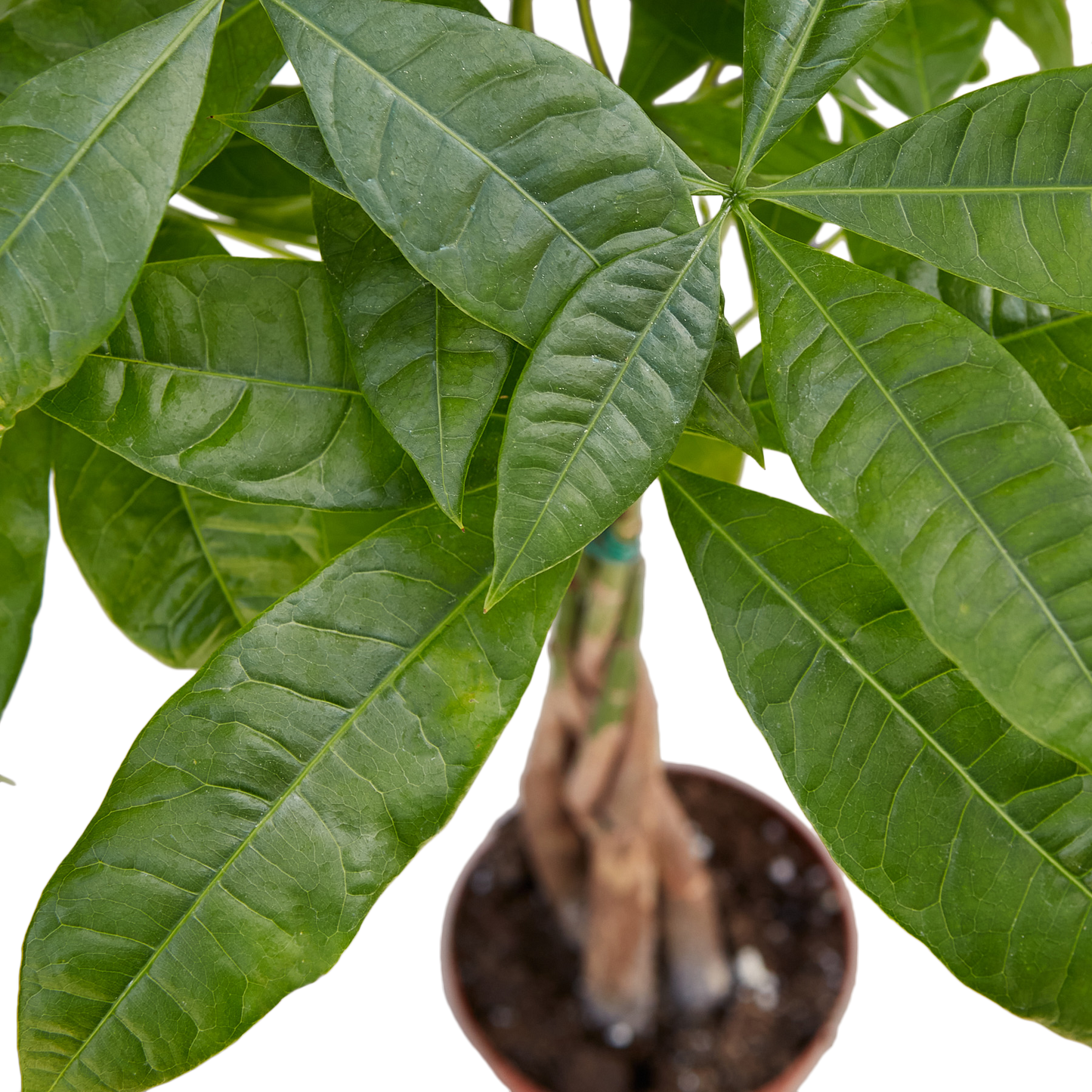Money Tree, Pachira Braid