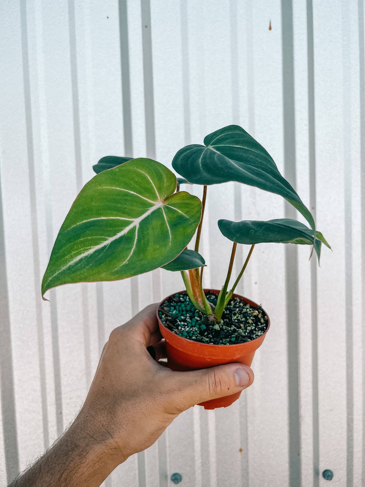 Philodendron 'Gloriosum'