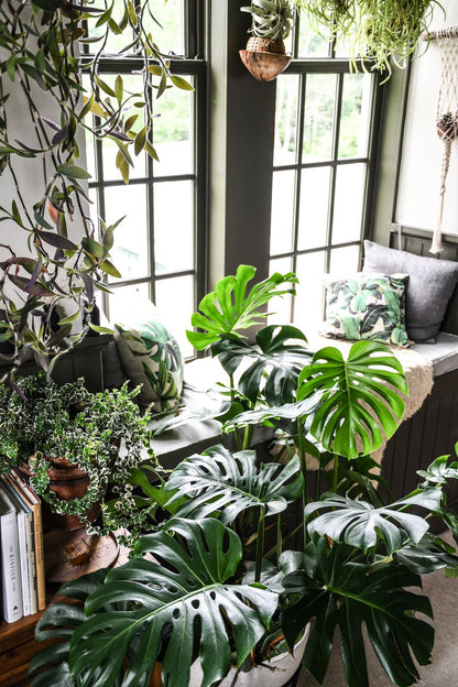 Joy of House Plants Series: Free