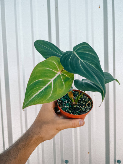 Philodendron 'Gloriosum'
