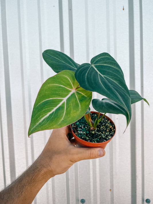 Philodendron 'Gloriosum'