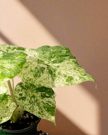 Alocasia 'Odora Batik'