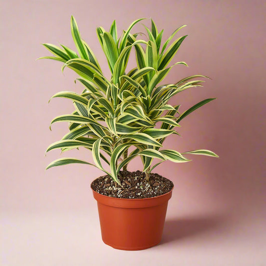 Dracaena Song of India