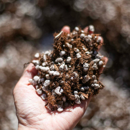 Organic Cactus & Succulent Potting Soil Mix