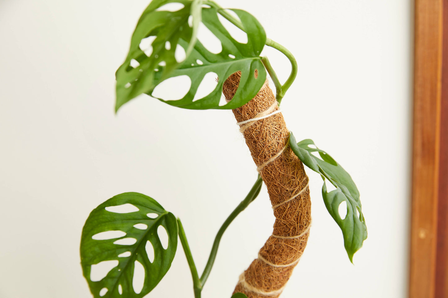 Bendable Coco Climber Pole – 16"