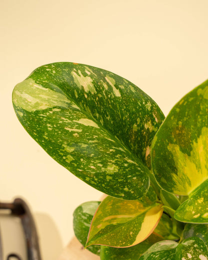 Variegated Philodendron Green Congo 'Copper Flame'