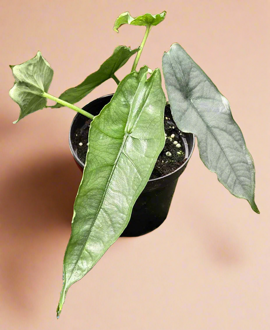 Alocasia 'Dragon Breath'