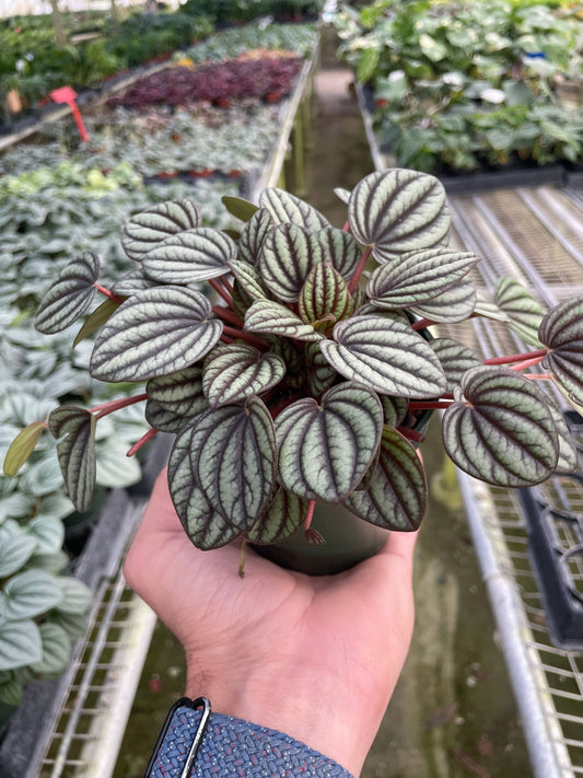 Peperomia 'Picollo Banda'