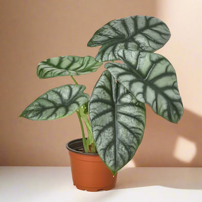 Alocasia 'Silver Dragon'