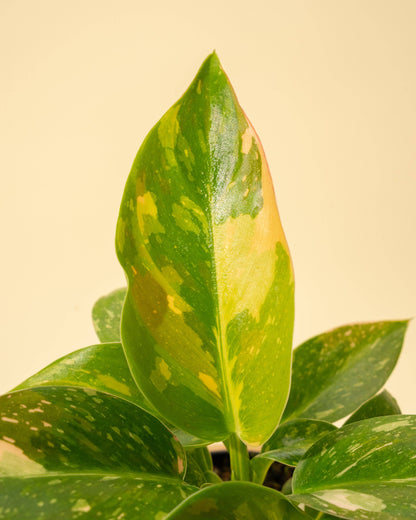 Variegated Philodendron Green Congo 'Copper Flame'