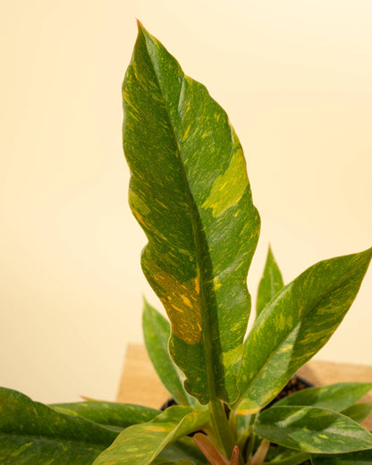 Philodendron 'Ring of Fire'