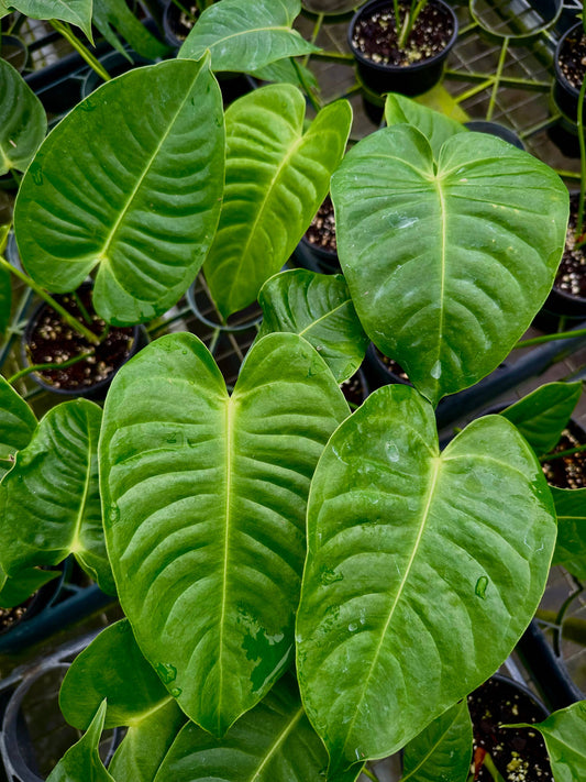 Anthurium Veitchii - King Veitchii