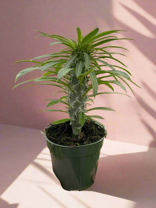 Madagascar Palm