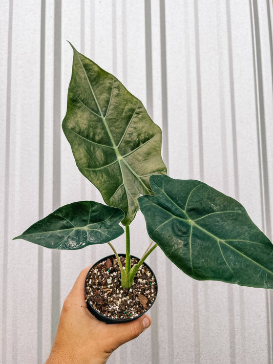 Alocasia 'Mayan Mask'
