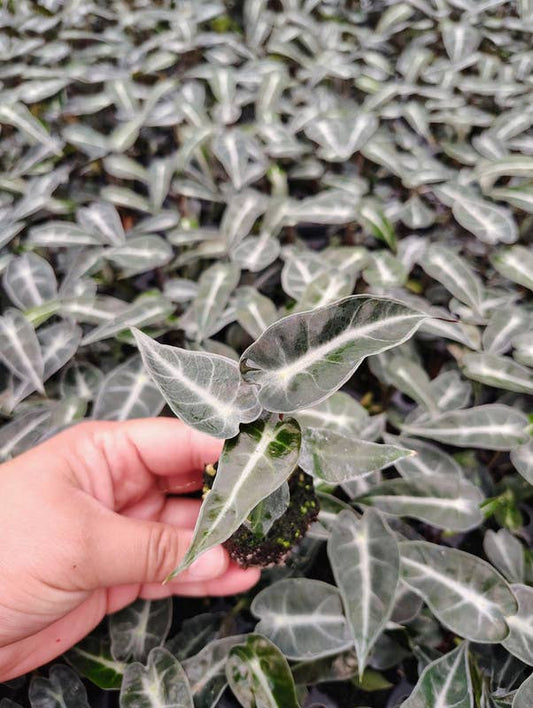 Alocasia ‘Fairy’